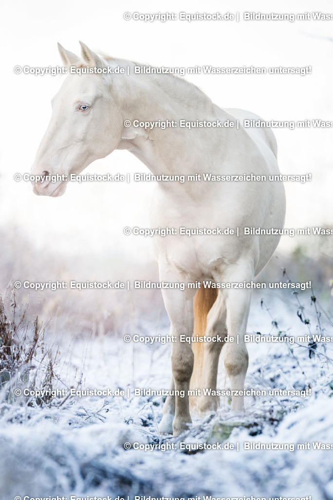 TS_20161208_Pferd_mit_blauen_Augen_0001 | Foto: Thomas Hartig