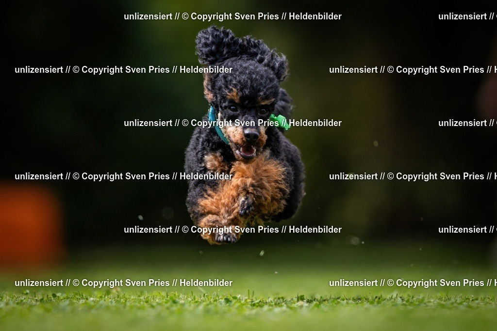 Sven Pries | 19. Allgemeines Hunderennen Karlsruhe Durlach - Realisiert mit Pictrs.com