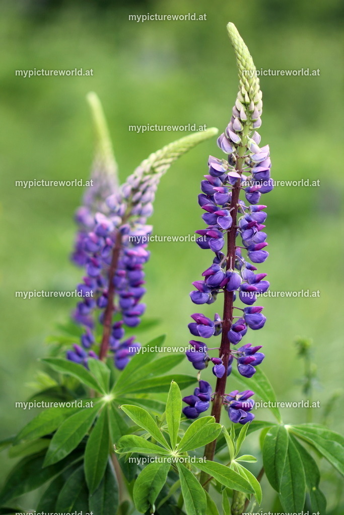 Vielblättrige Lupine-002 | Das Bilderarchiv über Tiere, Planzen und Landschaften. In der Bilddatenbank finden Sie ein große Auswahl an hochwertigen Bilder für Ihre Werbung - Realized with Pictrs.com