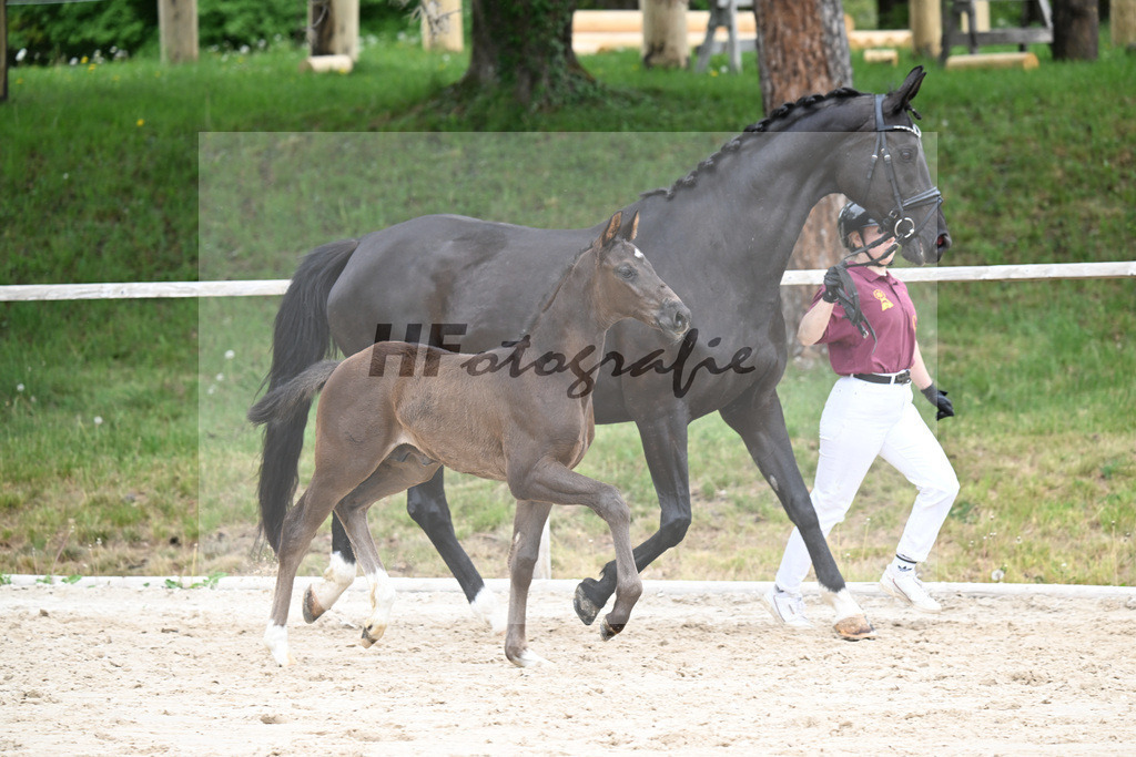 Kat-Nr. 23 HF Be my Dancer x De Niro_Eder_24260529 | hf-fotografie - Realisiert mit Pictrs.com