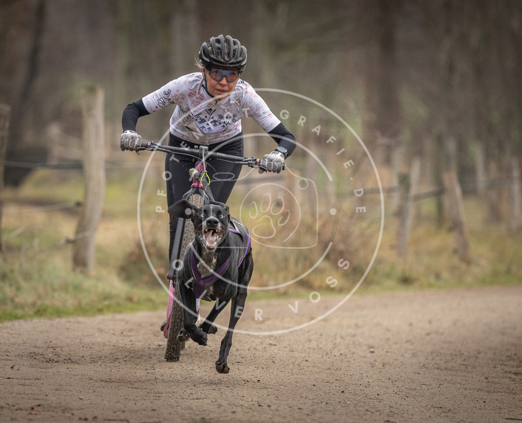 Pfotenfotografie_DV3A2301 | Hundefotografie, Tierfotograf, Pfotenfotografie, Fotoshooting Hund, Hunde Portrait, Hundesport, Hundeportraits, Heideshooting, Hunde, Sportfotograf, Hundefotograf, Turnierhundsport, THS,  - Realisiert mit Pictrs.com