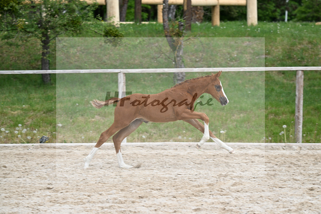 Kat-Nr. 19 SF Viva Vitalis x Asgards Ibiza_Roos_24260996 | hf-fotografie - Realizzato con Pictrs.com