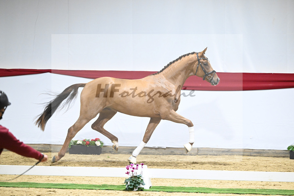 Kat-Nr. 59 v. Viva Gold_Casper u Eulich_63221739 | hf-fotografie - Realizzato con Pictrs.com