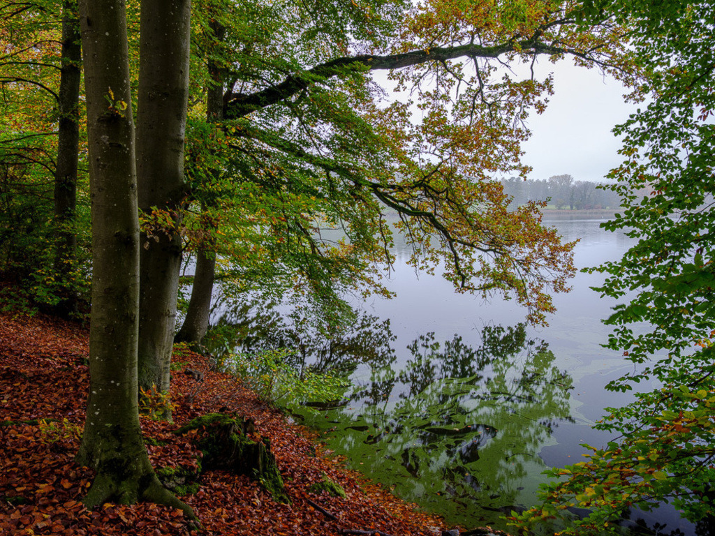 SilvanoPedrett_preview_Baum-17 | silvanopedrett - Realisiert mit Pictrs.com