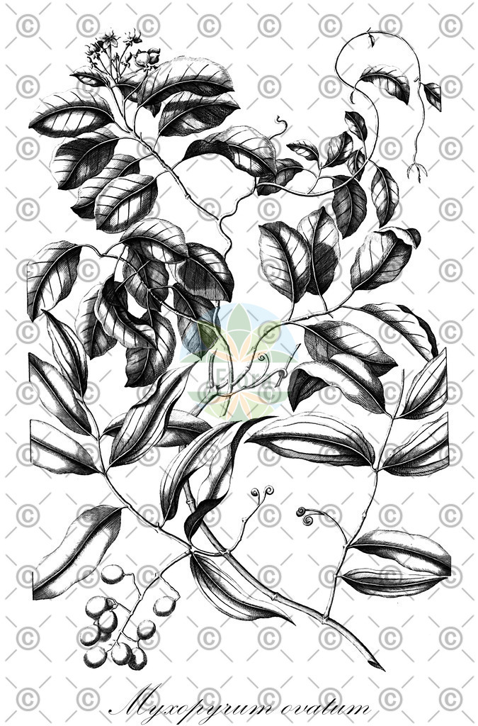 HistAbb_5WZ6_1_ENZY_Simple | Historische Abbildung von Myxopyrum ovatum - Oleaceae | Historical Illustration of Myxopyrum ovatum - Oleaceae