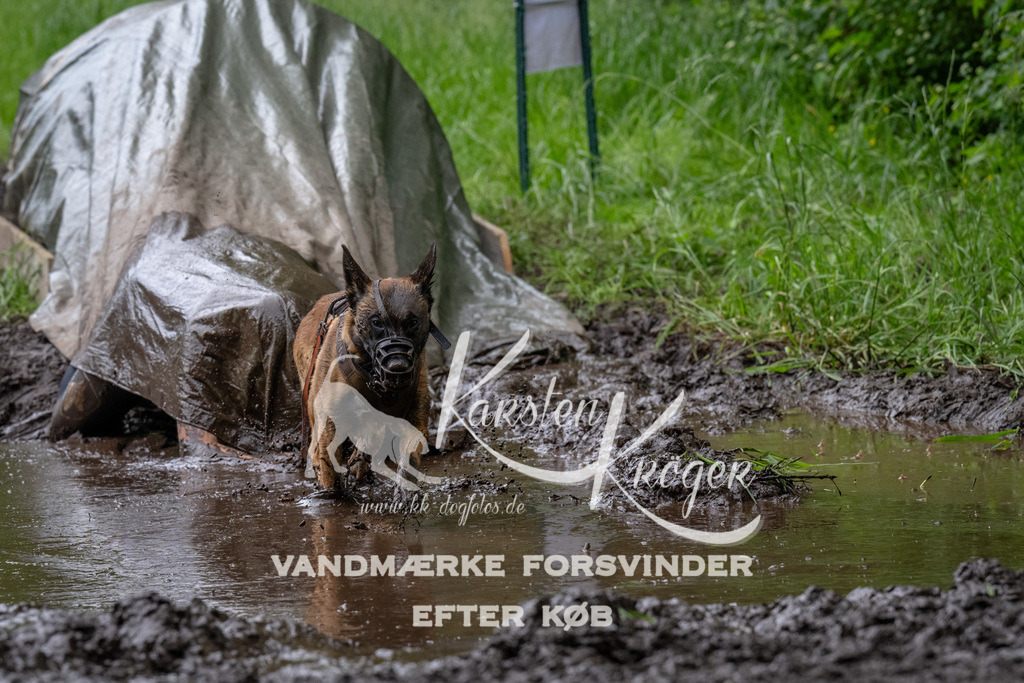 1642_ZZ94921 | kk-dogfotos