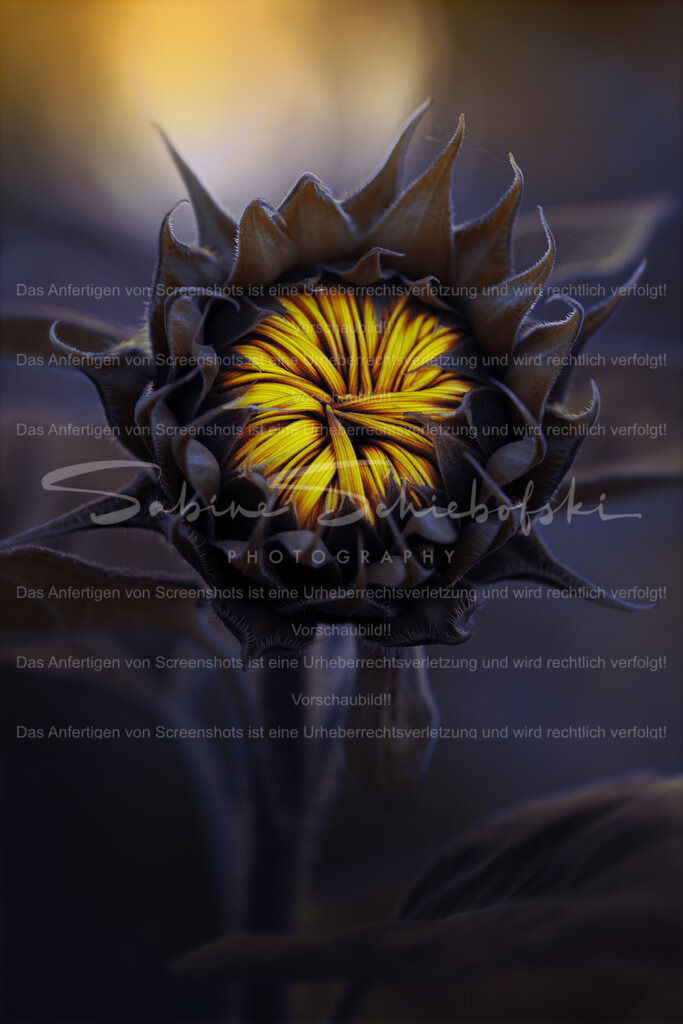 Wandbild "Sonnenblume" | People- und Tierfotografie, Imageaufnahmen, Veranstaltungsfotografie und Wandbilder aus der Natur ★ Made in Germany ✔️ Druck + Downloads ✔️ Naturfotografie in Top Qualität ★ schneller Versand, weltweite Lieferung! - Realisiert mit Pictrs.com