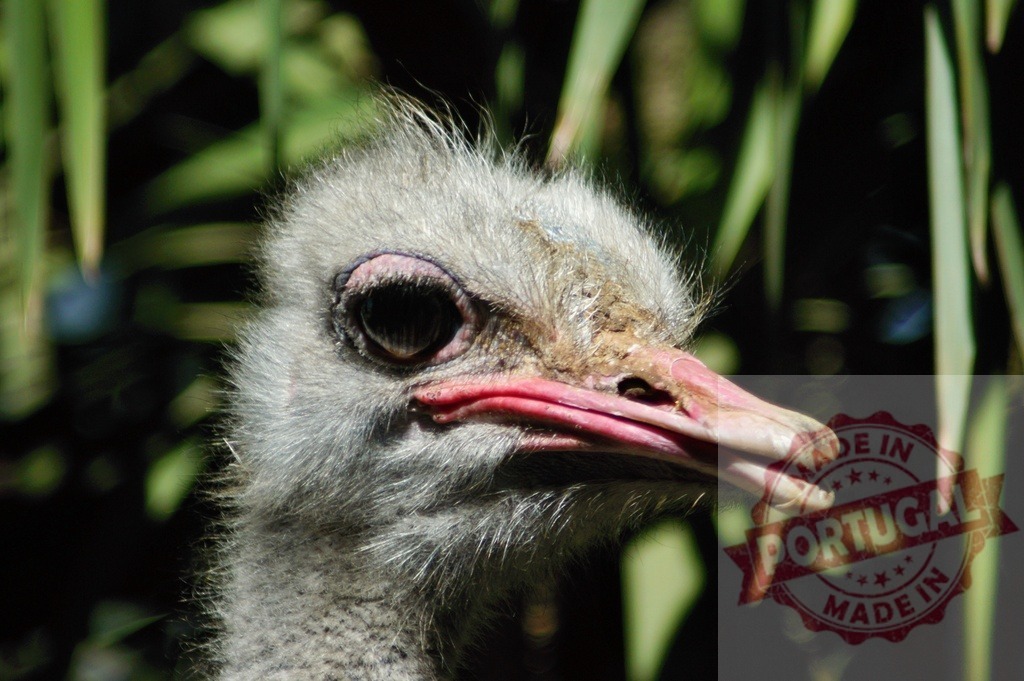 Ostrich head showing curious expression in profile | Ostrich head with large eye and beak looking right, showing curiosity in nature - Realisiert mit Pictrs.com