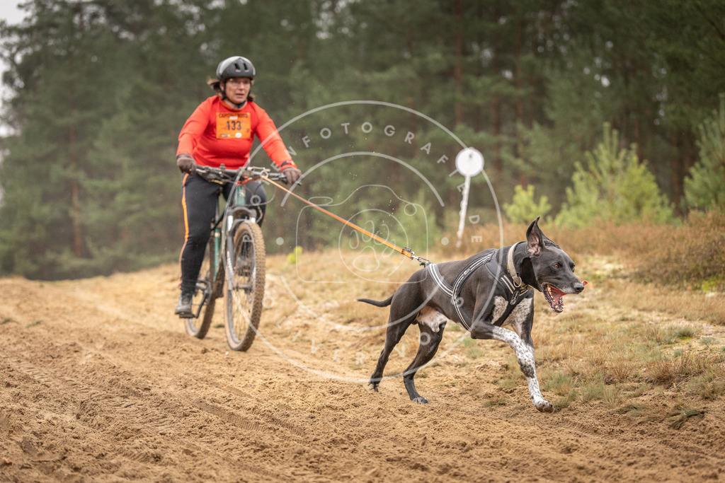 Pfotenfotografie_DV3A3793 | Hundefotografie, Tierfotograf, Pfotenfotografie, Fotoshooting Hund, Hunde Portrait, Hundesport, Hundeportraits, Heideshooting, Hunde, Sportfotograf, Hundefotograf, Turnierhundsport, THS,  - Realisiert mit Pictrs.com