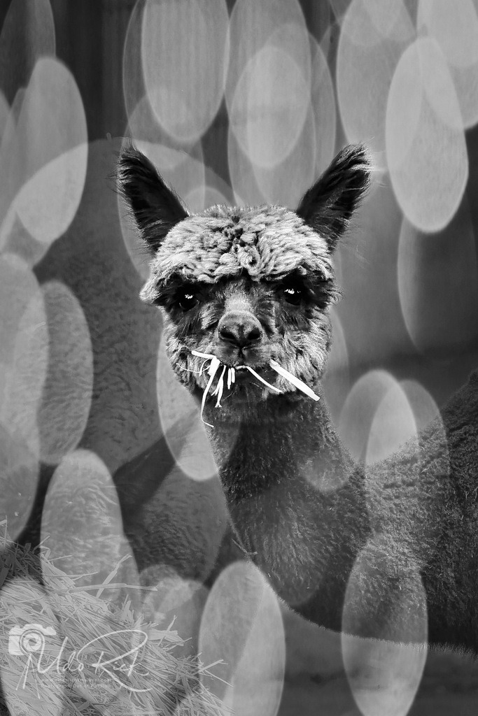 alpaka3 | Entdecken Sie Fotografie aus Leidenschaft: Auftragsfotografie, HD-Fotos, Geschenkartikel aus Ihren Bildern und vieles mehr. Beauftragen Sie uns für besondere Momente!