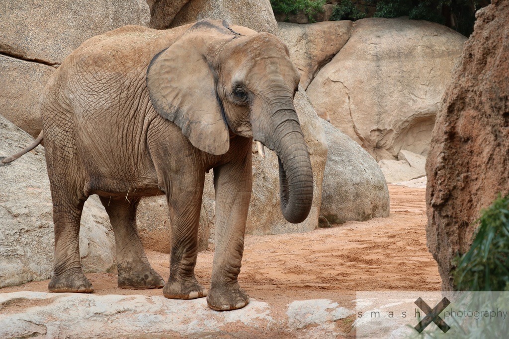 Elephant | smash-photography.com
