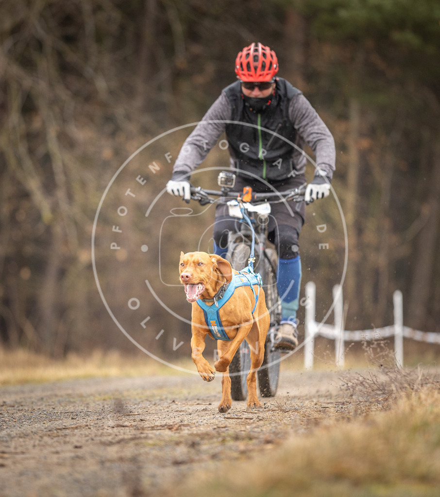 DV3A3312 | Hundefotografie, Tierfotograf, Pfotenfotografie, Fotoshooting Hund, Hunde Portrait, Hundesport, Hundeportraits, Heideshooting, Hunde, Sportfotograf, Hundefotograf, Turnierhundsport, THS,  - Realisiert mit Pictrs.com