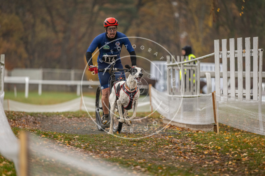 CaniXpix_DV3A8158 | Hundefotografie, Tierfotograf, Pfotenfotografie, Fotoshooting Hund, Hunde Portrait, Hundesport, Hundeportraits, Heideshooting, Hunde, Sportfotograf, Hundefotograf, Turnierhundsport, THS,  - Realisiert mit Pictrs.com