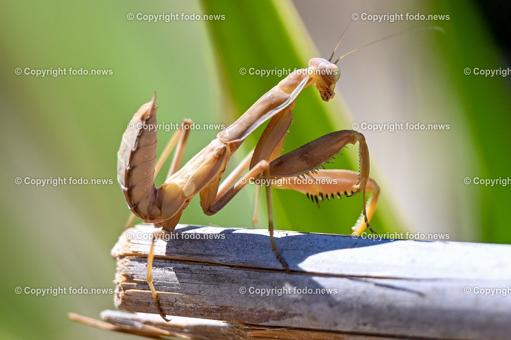 Kroatien_ Brac_ Insel in Dalmatien_ Milna_ 19.07.2025-10 | 19.07.2025, Kroatien, HRV, Brac, Insel in Dalmatien, Milna im Bild Themenbild, Fangschrecke oder Gottesanbeterin (Mantodea), Insekten, Symbolbild, Feature