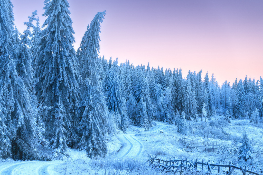 Harz Fichtenwald | Wandbilder - Florian Läufer - Realisiert mit Pictrs.com