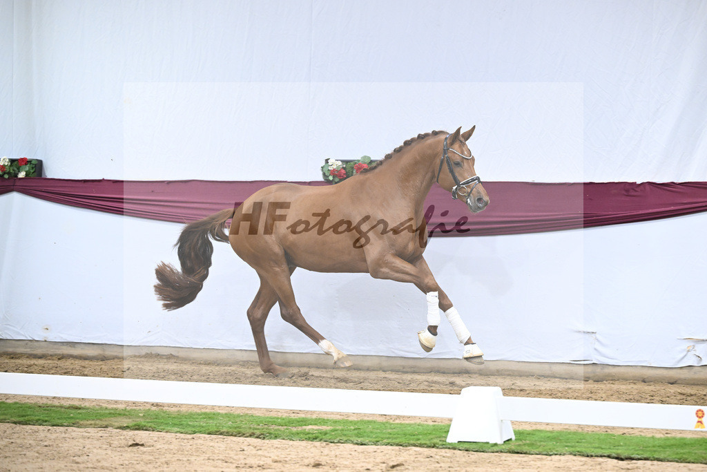 Kat-Nr. 134 Vitalis x Millennium_PBM Pfefferle GmbH_47254564 | hf-fotografie - Realisiert mit Pictrs.com