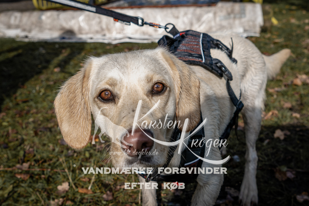 1322_ZZ92540 | kk-dogfotos