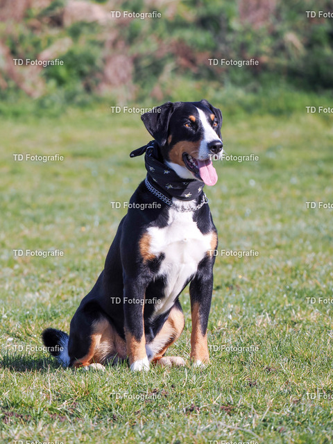 hund-3170036 | Fotogalerie von Thomas Dettweiler mit Eventbildern und lizenzfreien Fotos. Perfekt als Wandbild, für Büro, Website oder private Nutzung. - Realisiert mit Pictrs.com