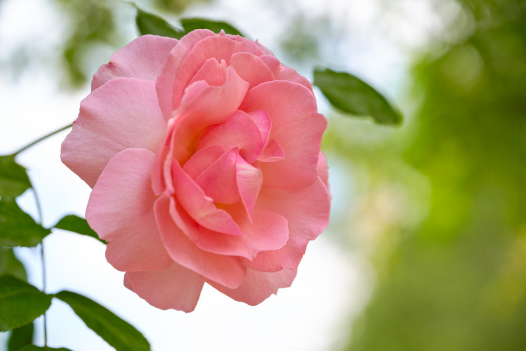 kletterrose-sorbet-vb | Entdecken Sie hochwertige Kunstdrucke im Online-Shop von Rainer Plett. Die Fotografien umfassen norddeutsche Landschaften, Blumen, Tiere, Natur und Sehenswürdigkeiten. Erfreuen Sie sich an auserlesenen Motiven aus Schleswig-Holstein und Hamburg. - Realisiert mit Pictrs.com