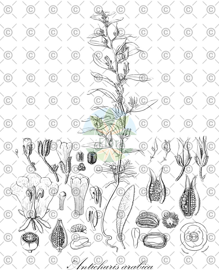 HistAbb_wfo-0000760821_1_ENZY_Simple | Historische Abbildung von Anticharis arabica - Scrophulariaceae | Historical Illustration of Anticharis arabica - Scrophulariaceae
