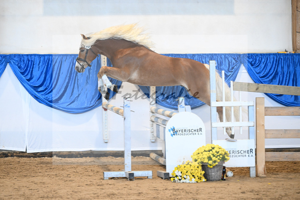 Kat-Nr. 30 Angeber SCH v. Andoro SCH_Schmid_48250611 | hf-fotografie - Realisiert mit Pictrs.com