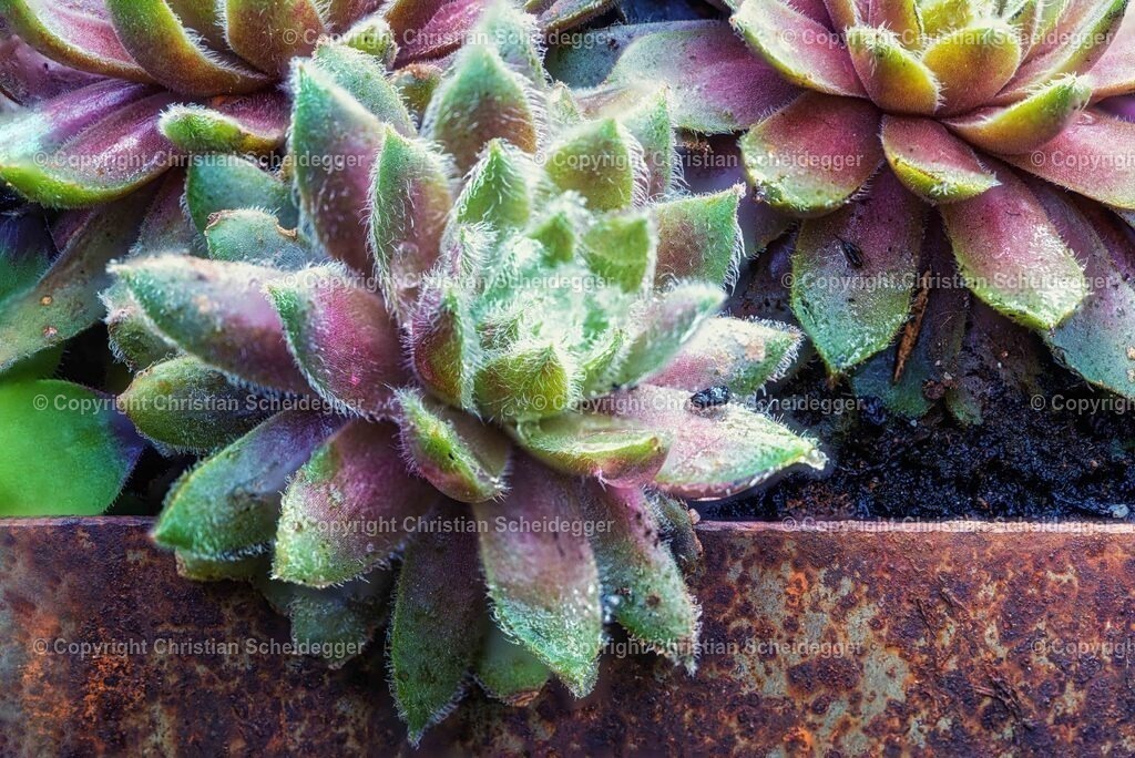 20230512-Natur_A748366 | Schöne Fotoprints und andere Fotobilderprodukte, frei konfigurierbar - Realisiert mit Pictrs.com