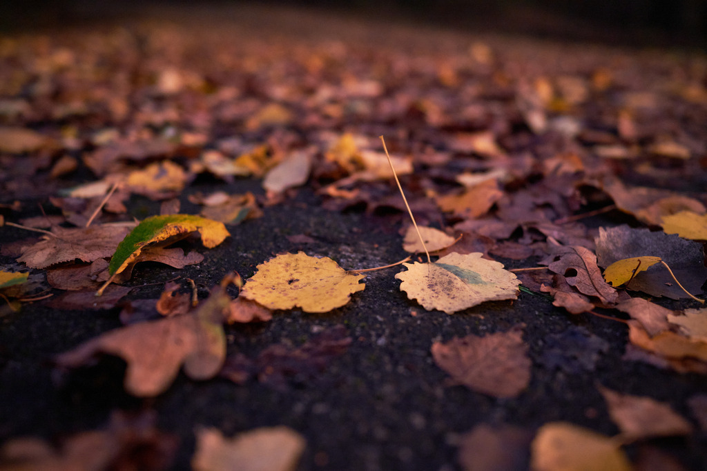 Eine mit Laub bedeckte Gueterstrasse | Austria - November 05, 2022: Eine mit Laub bedeckte Gueterstrasse durch den Wald. - Realisiert mit Pictrs.com