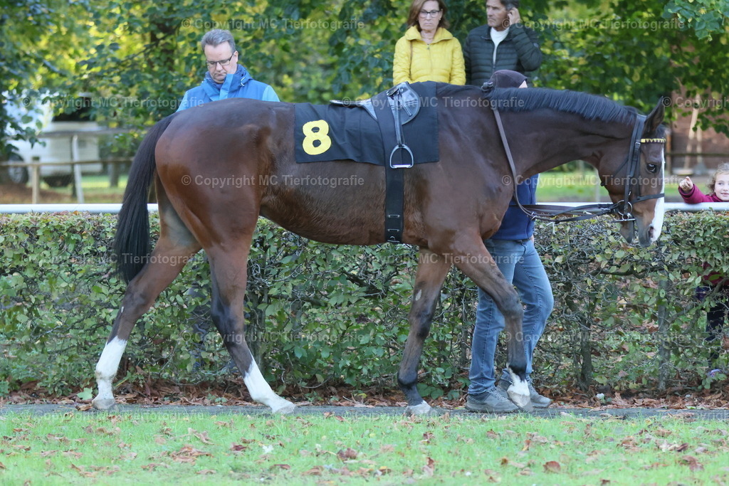3H5A8598 | Pferdefotos online bestellen - Realisiert mit Pictrs.com
