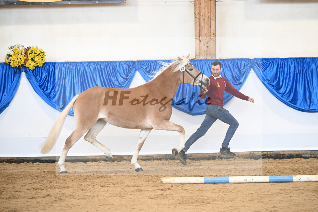 Bl. Band Kat-Nr. 15 Bambi v. Bon Jovi_Stange Haflingergestuet_48251382 | hf-fotografie - Realisiert mit Pictrs.com