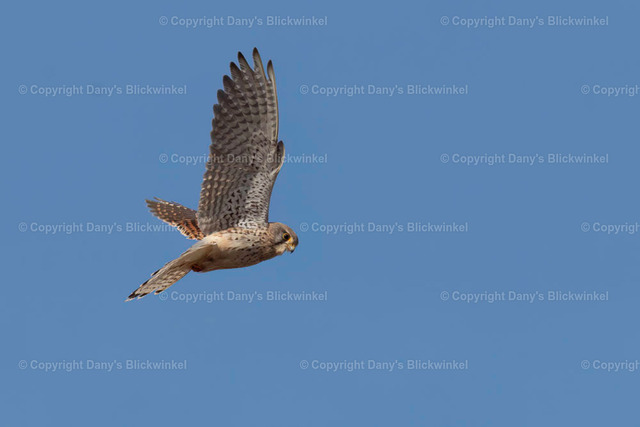 201892 | Tierfotografie, Tierkalender, Tierbilder, Insekten, Spinnen, Vögel, Schmetterling, Libellen, Leinwand, Colorkey, Qualität, Geschenkartikel, Geschenk - Realisiert mit Pictrs.com