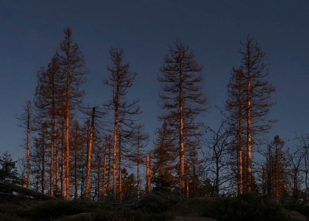 Im ersten Licht | Rot strahlen die entrindeten Fichtenstämme bei Sonnenaufgang. - Realisiert mit Pictrs.com