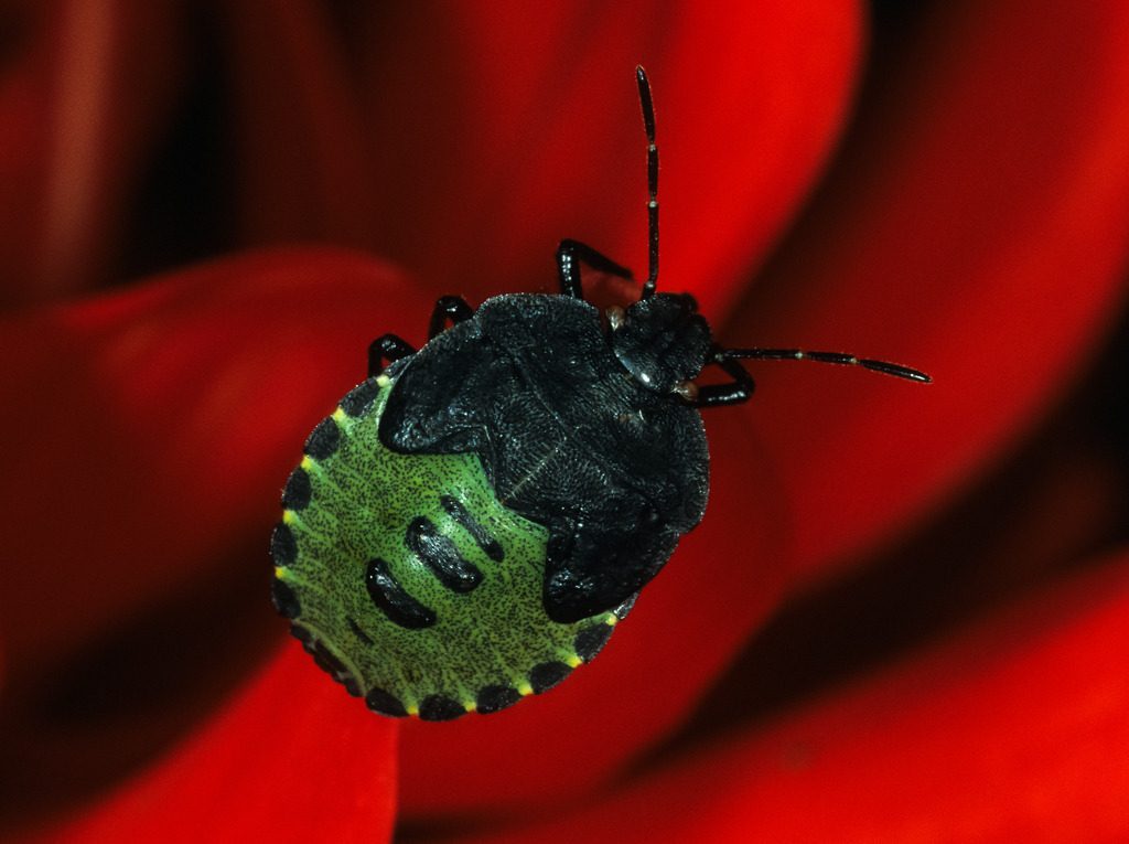 gruene-stinkwanze-01 | Grüne Stinkwanze (Palomena prasina) in Herbstfärbung auf einem roten Dahlienblatt - Realisiert mit Pictrs.com