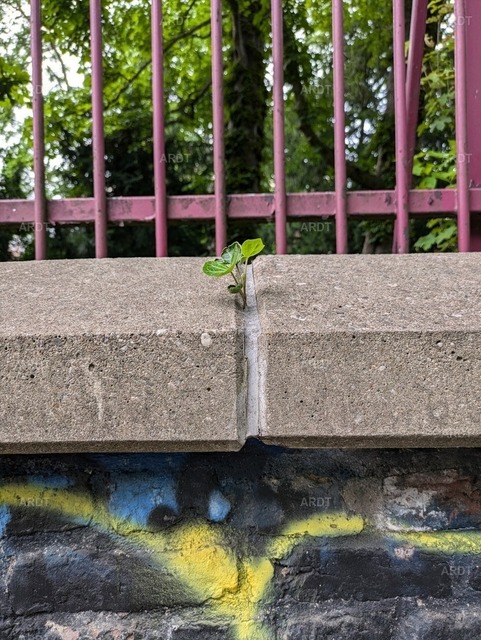 Stadt Natur 66 | ARDT Foto Kunst