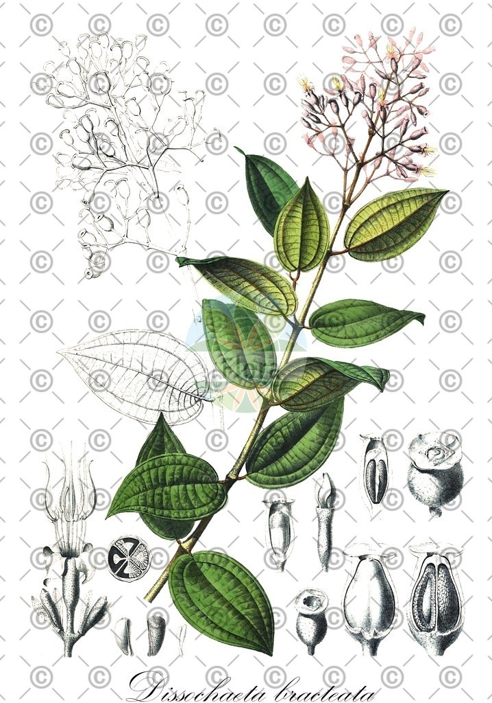 HistAbb_wfo-0001427824_1_ENZY_Simple | Historische Abbildung von Dissochaeta bracteata - Melastomataceae | Historical Illustration of Dissochaeta bracteata - Melastomataceae