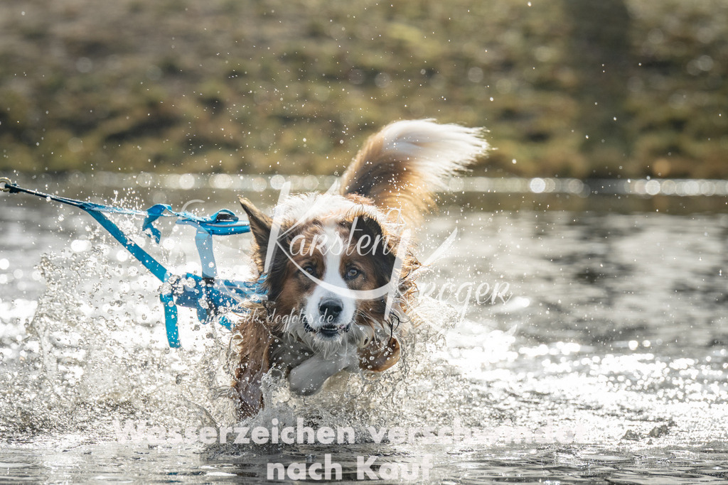 0949_ZZ94012 | kk-dogfotos