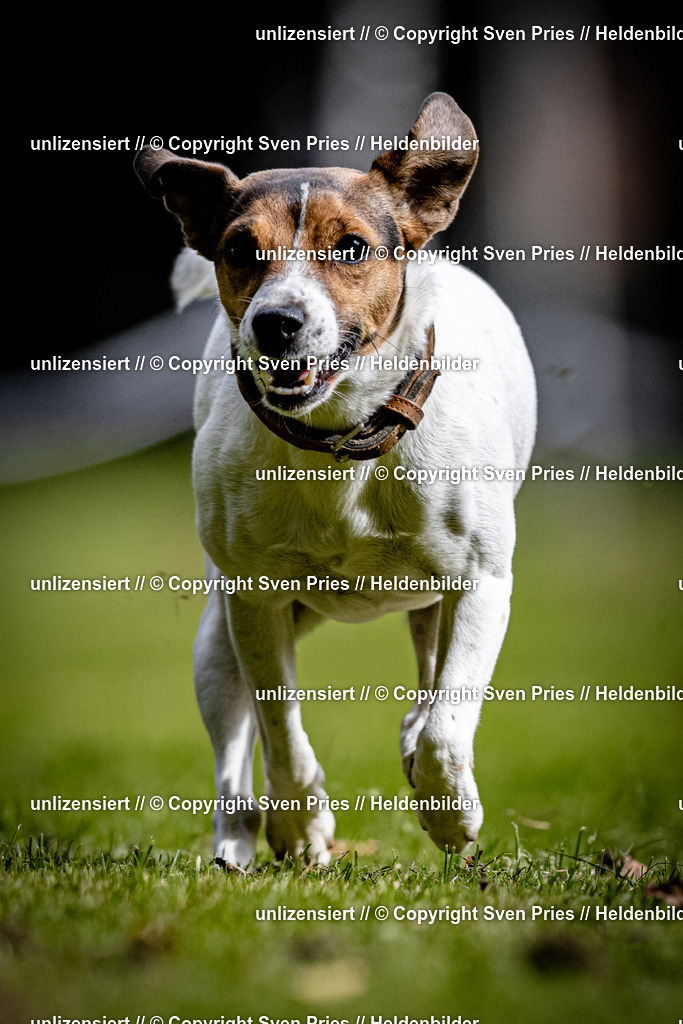 Sven Pries | 2025-10-03 - Hunderennen Obergrombach - Realisiert mit Pictrs.com