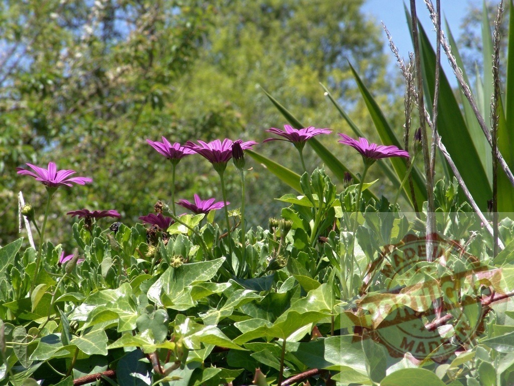Purple african daisies growing over green ivy leaves | Purple african daisies blooming over a bed of common ivy in a garden - Realized with Pictrs.com