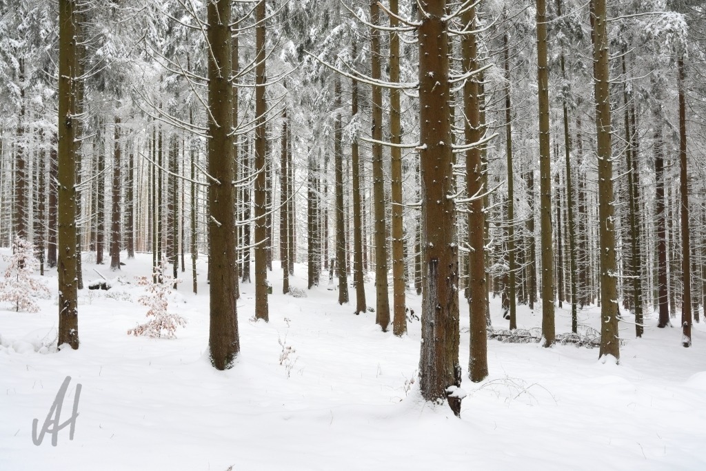 Fichtenwald im Winter | Fichtenwald im Winter - Realisiert mit Pictrs.com