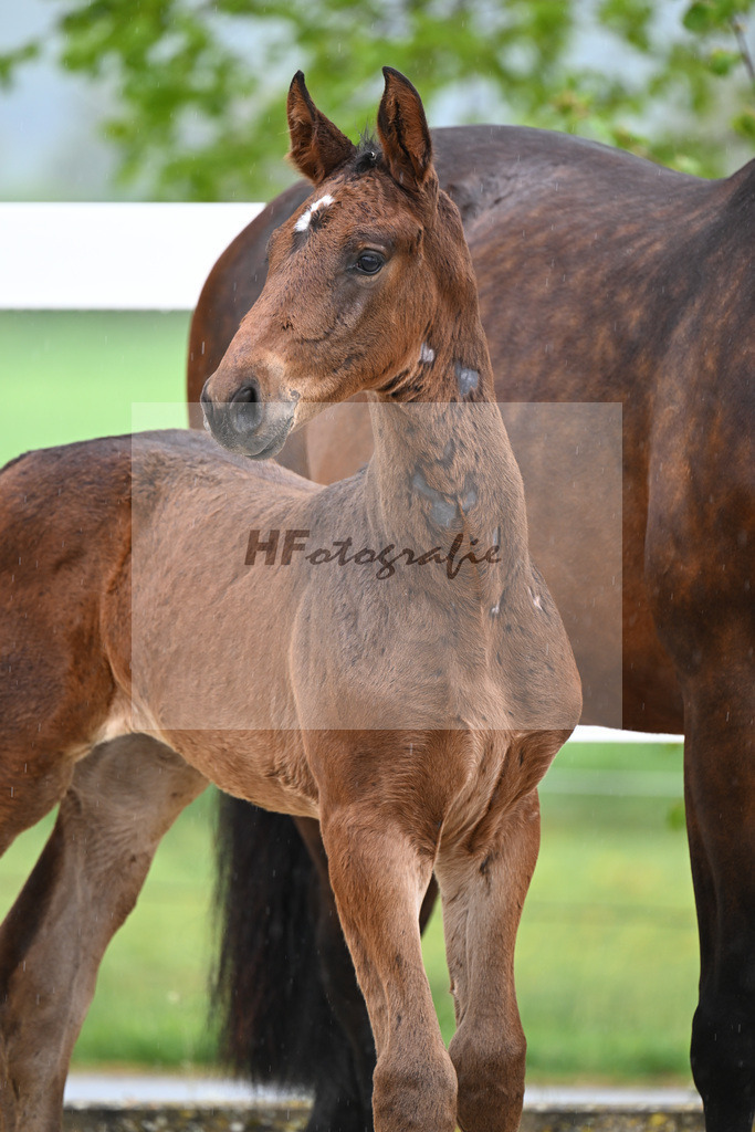 Kat-Nr. 48 SF Chaloubino PS x Cayton_Schick_23261663 | hf-fotografie - Realisiert mit Pictrs.com