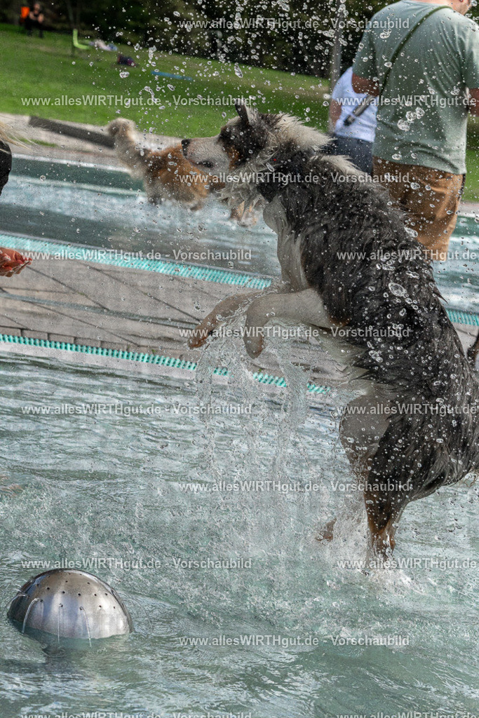 Hundeschwimmen_Volksbad_2026-allesWIRTHgut_Tierfotografie-2609061512-FAY07157 | Professionelle Tierfotografie in Mönchengladbach von Daniel Wirth (allesWIRTHgut). Liebevolle & natürliche Bilder von Hunden & Katzen für unvergessliche Erinnerungen.