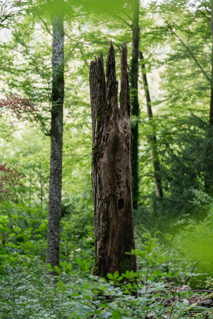 ZD250916101521 | Fotoshop von zweidimensional Fotografie. Ihr Fotograf im Aargau. Abzüge von Ihrem Fotobox Event bestellen.Abzüge von Ihrem Hochzeit bestellen.Abzüge von Ihrem Schulfotograf bestellen.