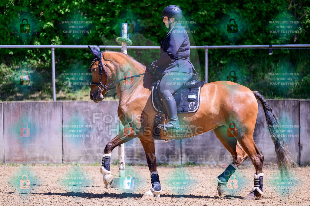 01052026-Giesenbach-02-Stiltrail-0266 | Fokus Hufschlag Fotografie - Realisiert mit Pictrs.com