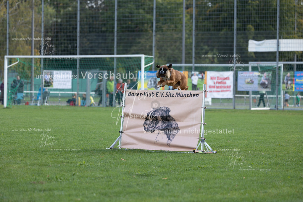 _16A5617 | Einzigartige Fotos von Hunden & Menschen –Actionfotos, Portraits, Vereinsaufnahmen & Paarshootings – authentisch, lebendig & mit Herz.