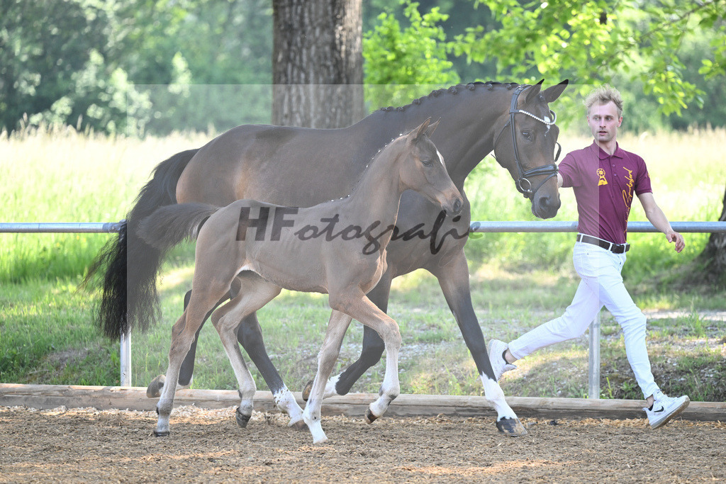 Kat-Nr. nn HF Dynamic Dream_Schindele_14230170 | hf-fotografie - Realisiert mit Pictrs.com