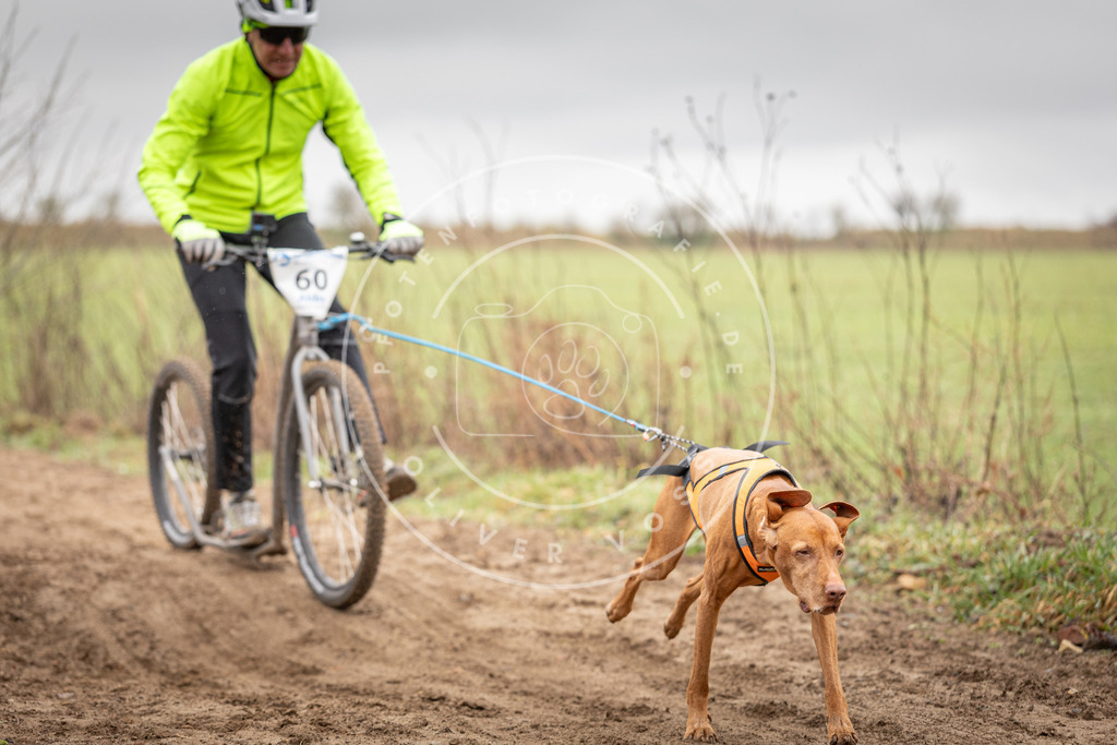 DV3A9373 | Hundefotografie, Tierfotograf, Pfotenfotografie, Fotoshooting Hund, Hunde Portrait, Hundesport, Hundeportraits, Heideshooting, Hunde, Sportfotograf, Hundefotograf, Turnierhundsport, THS,  - Realisiert mit Pictrs.com