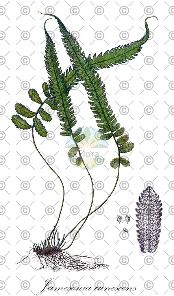 HistAbb_569D_1_ENZY_Simple | Historische Abbildung von Jamesonia canescens - Pteridaceae | Historical Illustration of Jamesonia canescens - Pteridaceae