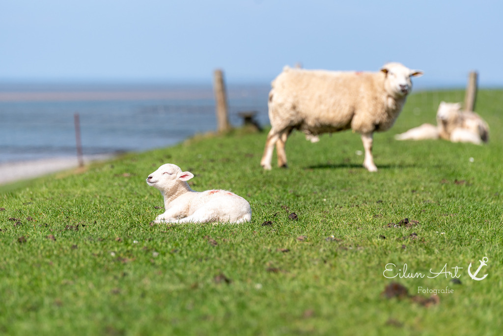20250424-EAF_8110 | Eilun-Art-Fotografie Levke Martens, ihre Fotografin für Immobilien- und Landschaftsfotografie auf Föhr, Föhrer Motive als Poster, Leinwand, hinter Acrylglas oder stelle dir deinen eigenen Monatskalender zusammen, mit nur einem Klick