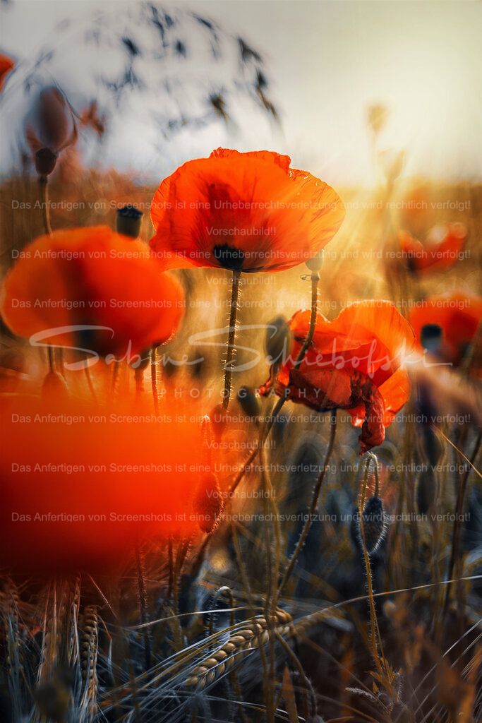 Verliebt in Klatschmohn | Ein nahes Foto zeigt leuchtend rote Mohnblumen inmitten von Getreidefeldern, die von einem warmen Sonnenlicht durchdrungen werden. - Realisiert mit Pictrs.com