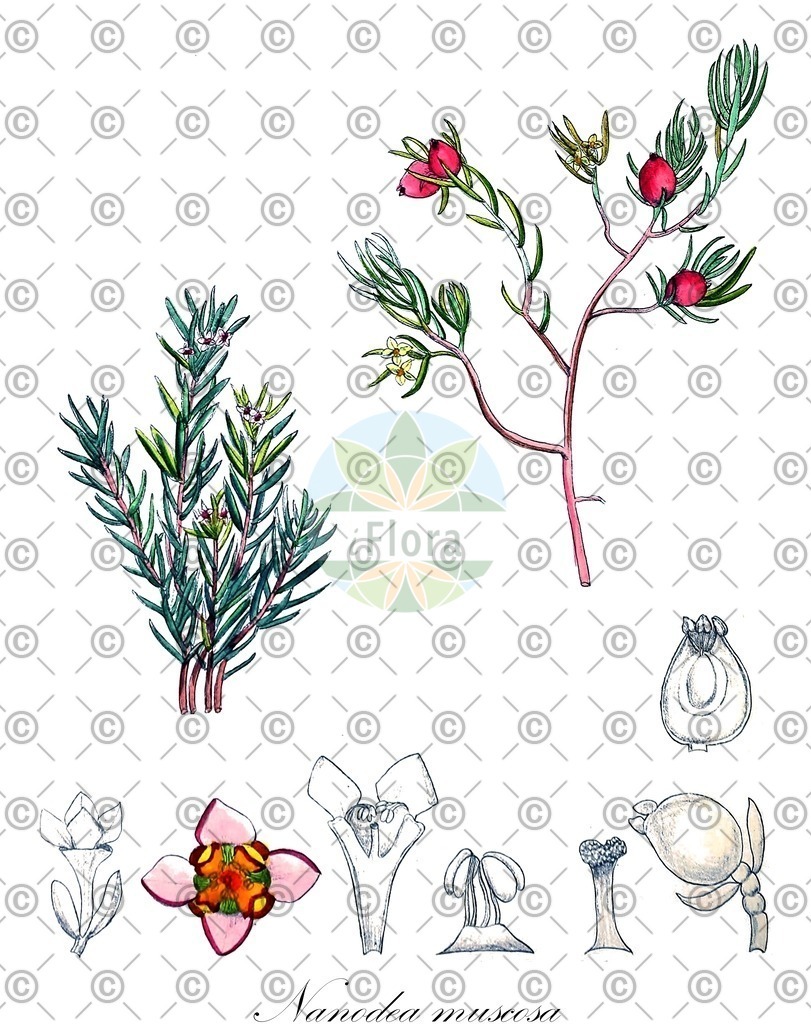 HistAbb_wfo-0000378617_1_ENZY_Simple | Historische Abbildung von Nanodea muscosa - Santalaceae | Historical Illustration of Nanodea muscosa - Santalaceae