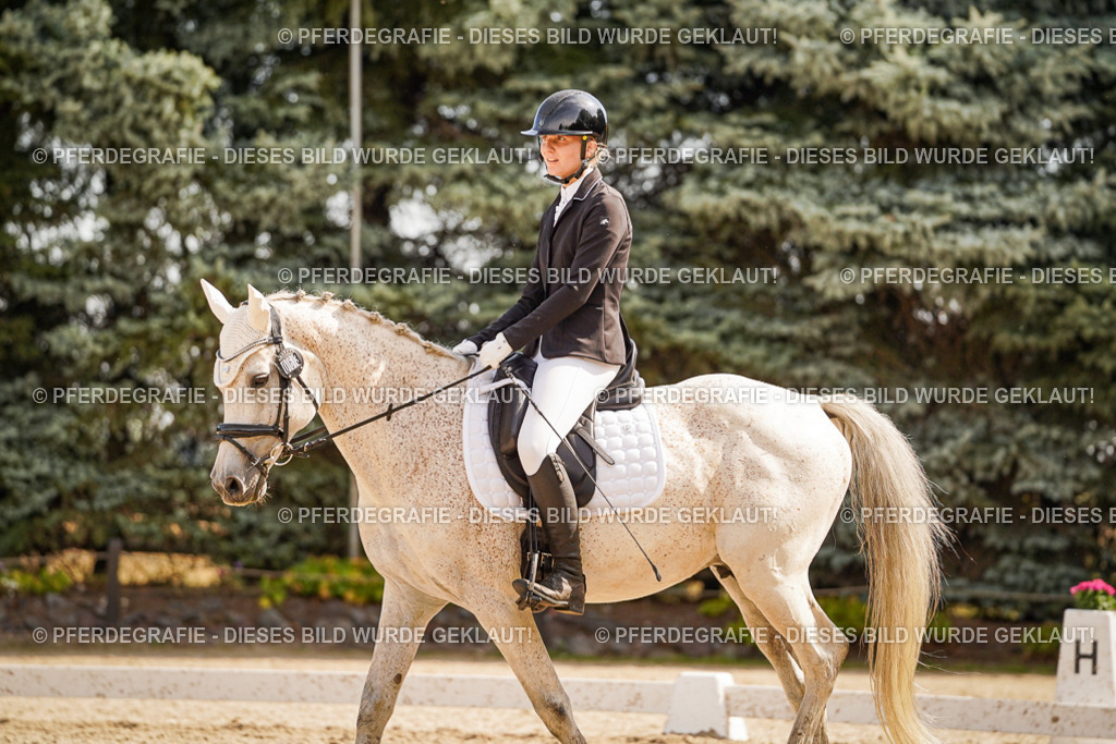 DSC01233 | Pferdegrafie